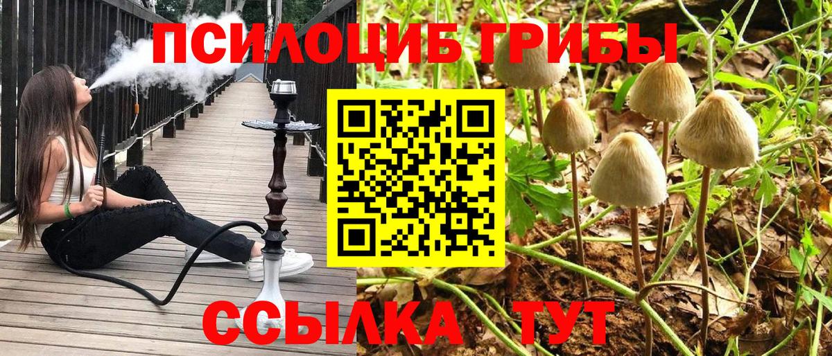 Галлюциногенные грибы мицелий  Вход с VPN  Псилоцибиновые грибы GOLDEN TEACHER  Курчалой 